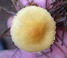 Cystoderma amianthinum, top of the cap shows a few wrinkles and the fringed margin with bits of the partial veil.